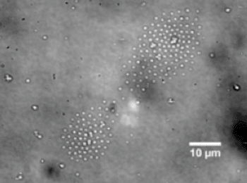 Image: Here the rapid electrokinetic patterning technique is used to arrange bacteria into a specific pattern. The technique may be used as a tool for nanomanufacturing because it shows promise for the assembly of suspended particles, called colloids. The ability to construct objects with colloids makes it possible to create structures with particular mechanical and thermal characteristics to manufacture electronic devices and tiny mechanical parts (Photo courtesy of Purdue University).  